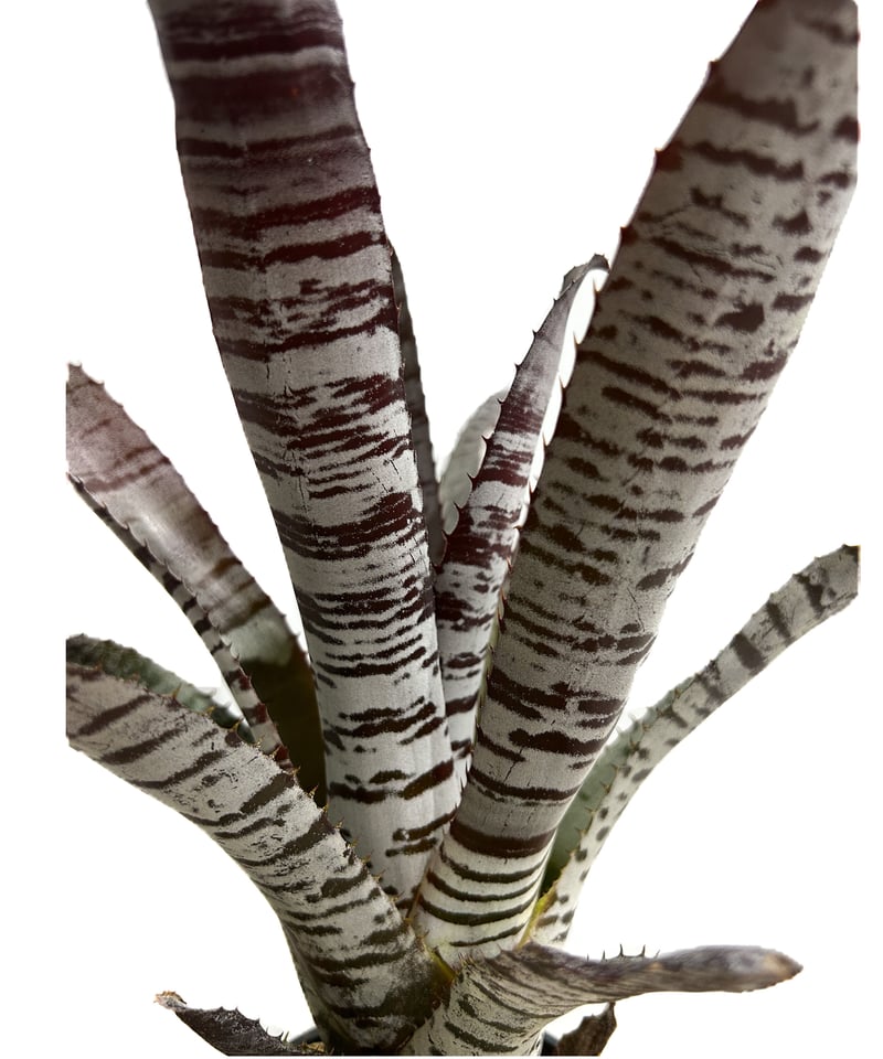 エクメア チャンティニー ブラック アイス 「Aechmea chantinii エクメア チャンティニー ブラック アイス 「Aechmea chantinii