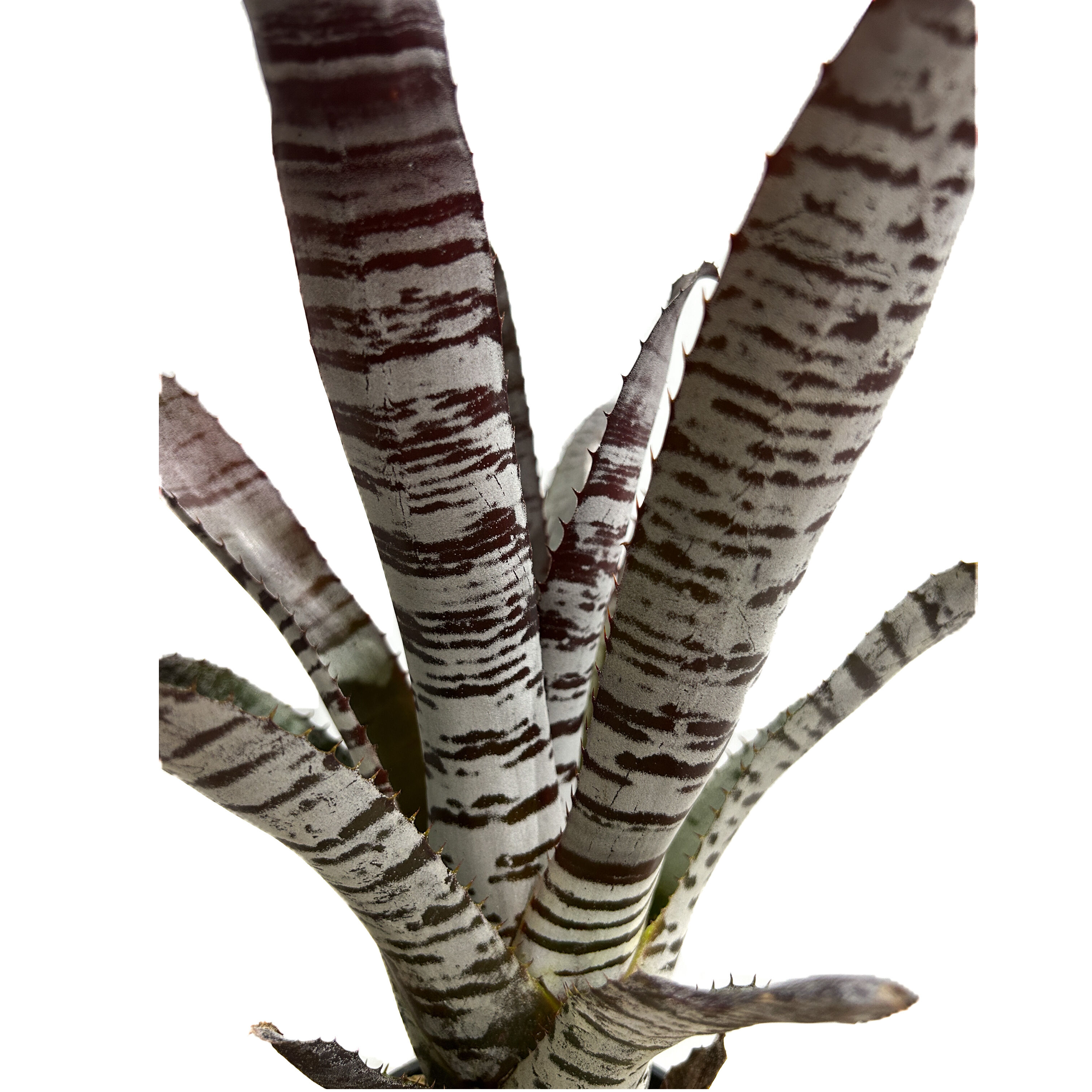 エクメア チャンティニー ブラック アイス 「Aechmea chantinii Black