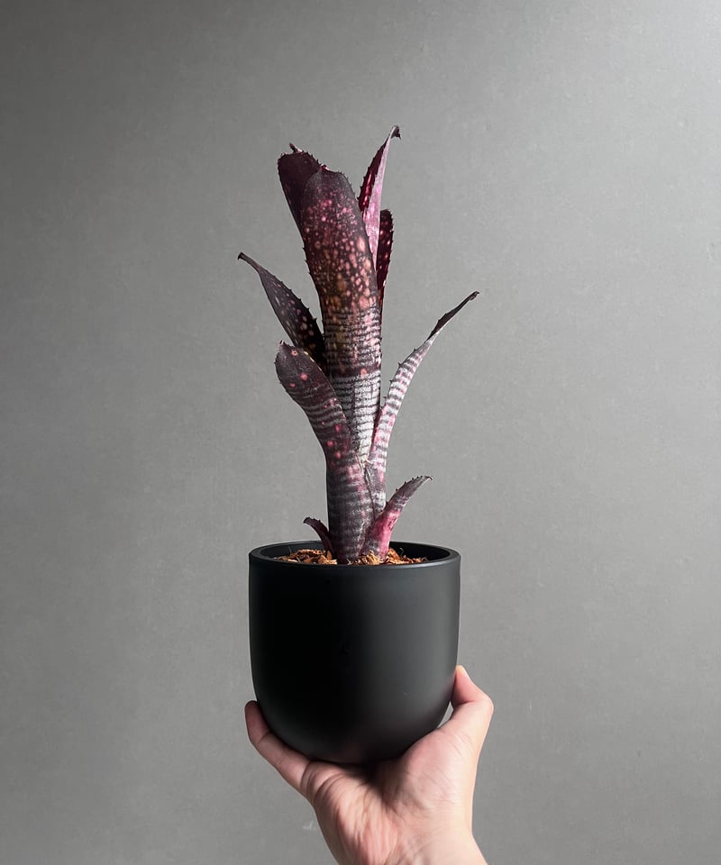 ビルベルギア オビ-ワン 「Billbergia Obi - Wan」97C | SHOUCH