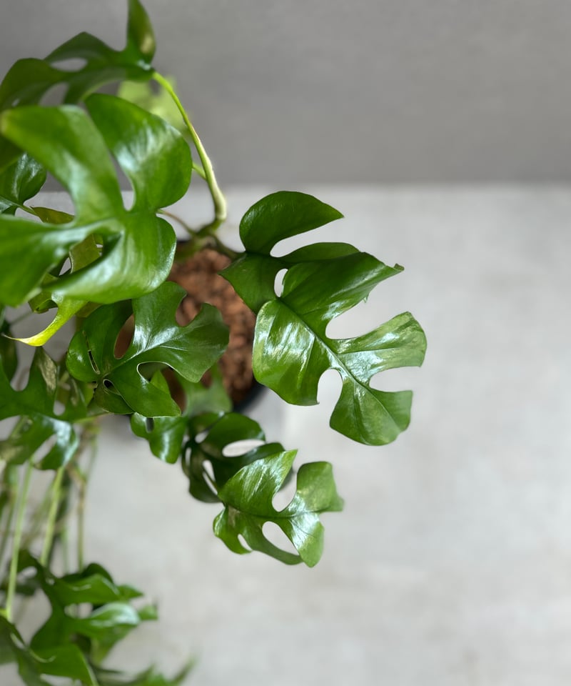 モンステラ ミニマ「Rhaphidophora tetrasperma」58G | SHOUC
