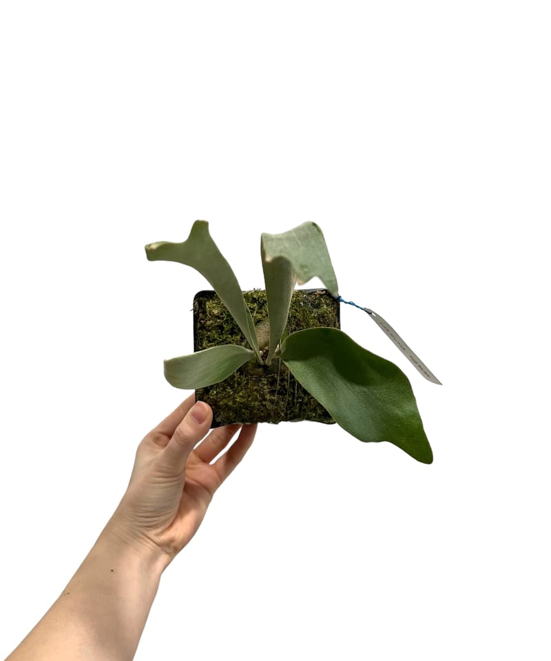 ビカクシダ ハクナ マタタ(子株)「Platycerium Hakuna Matata ( ( ビカクシダ ハクナ マタタ(子株)「Platycerium Hakuna Matata ( (