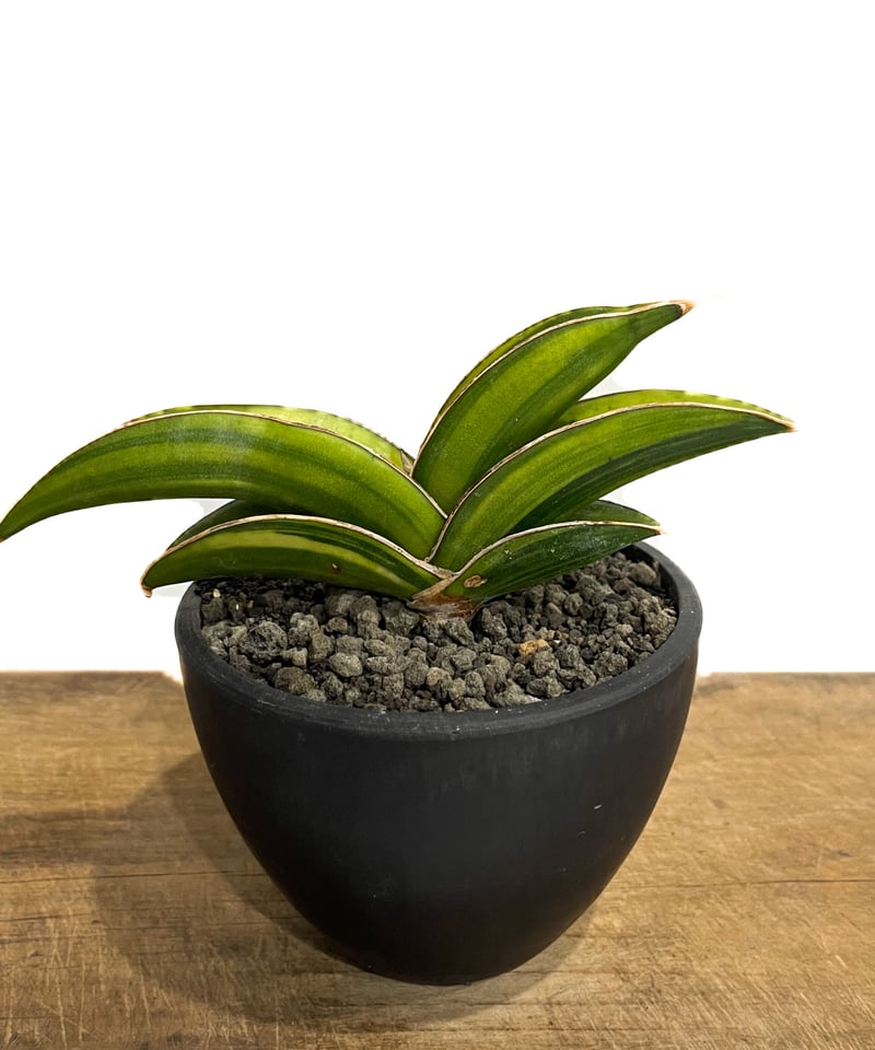 超希少❗️サンスベリア エーレンベルギー サムライ✨ サンセベリア