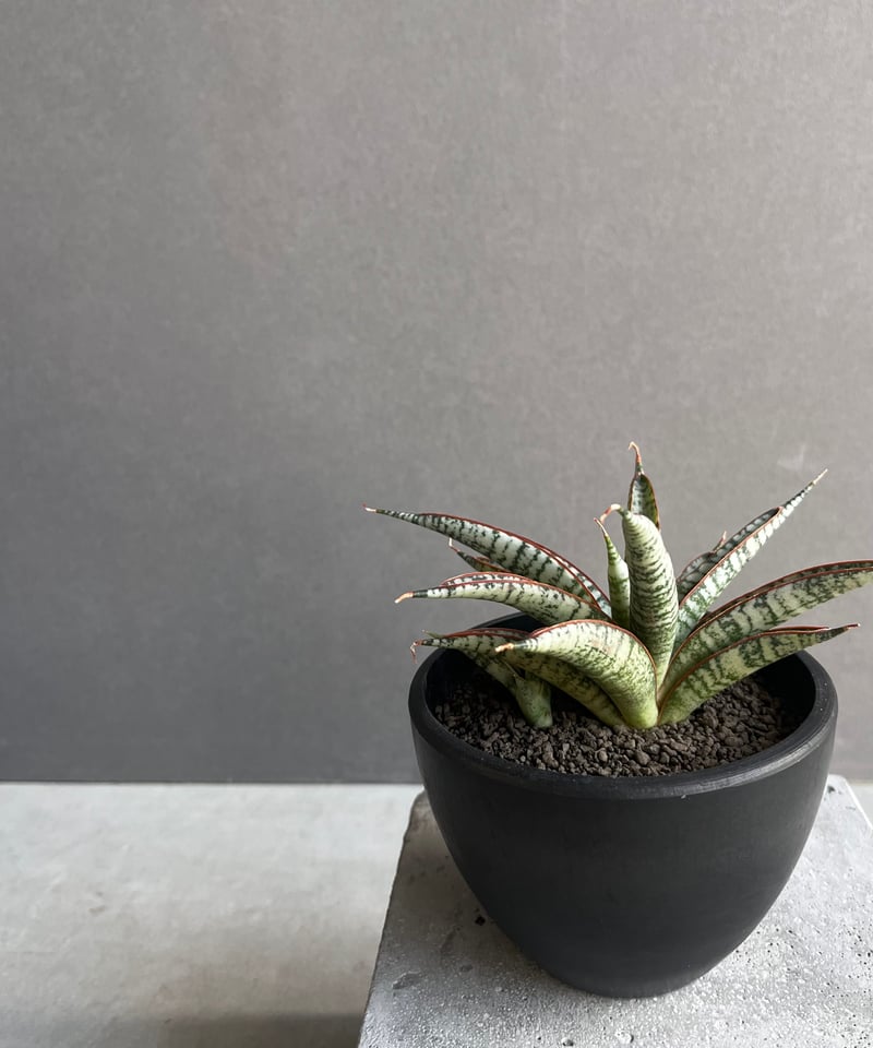 EMP サンセベリア サンシャイン エンジェル / 完成品 SA365 サンセベリア サンシャインエンジェル「Sansevieria Sunshine Angel」S