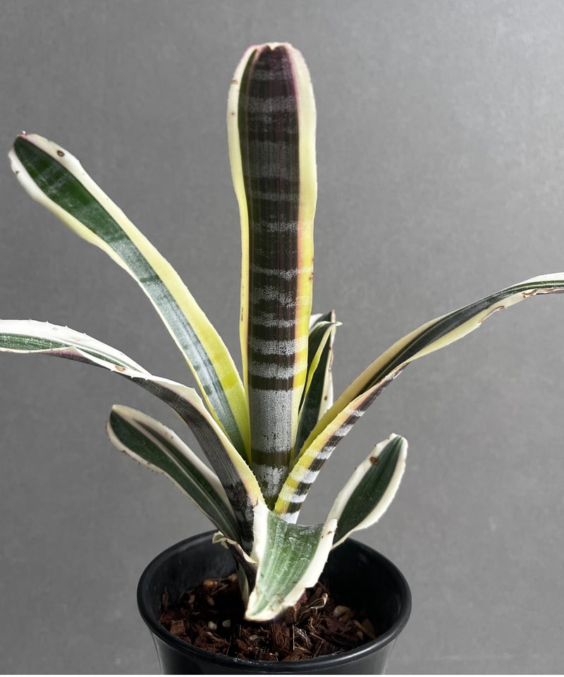 ブロメリア・エアープランツ Aechmea Otto Aechmea Otto 【artPLANTs】エクメア/タンクブロメリア