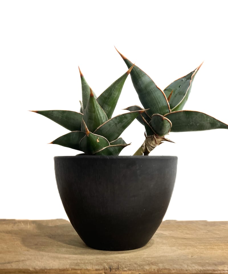 サンセベリア ピングイキュラ「Sansevieria pinguicula」34F-2