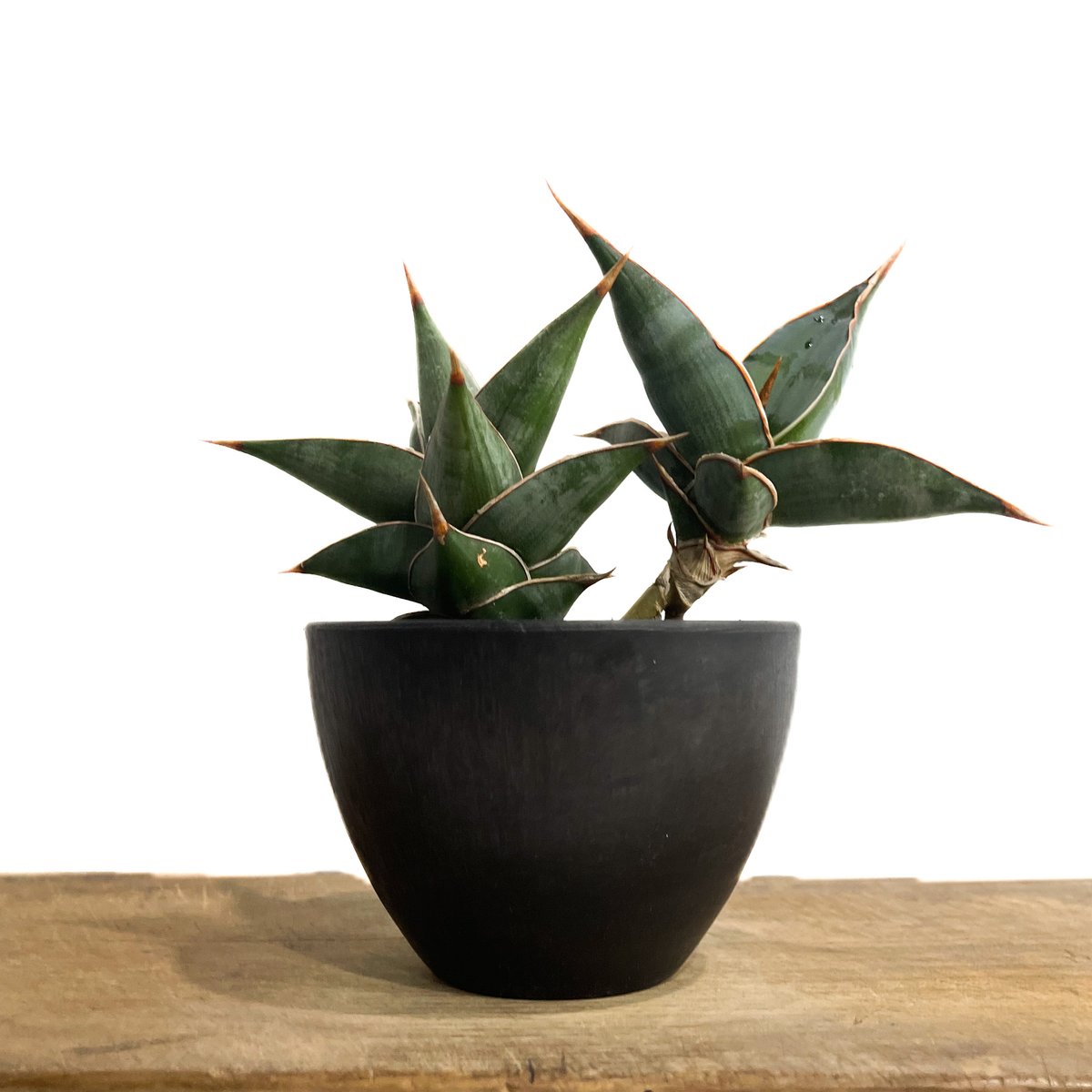 サンセベリア ピングイキュラ「Sansevieria pinguicula」34F-2 | S