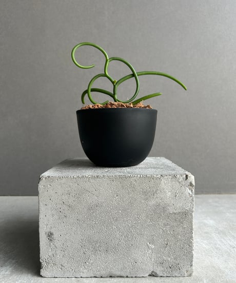 CATEGORY Plants | SHOUCHIKUEN