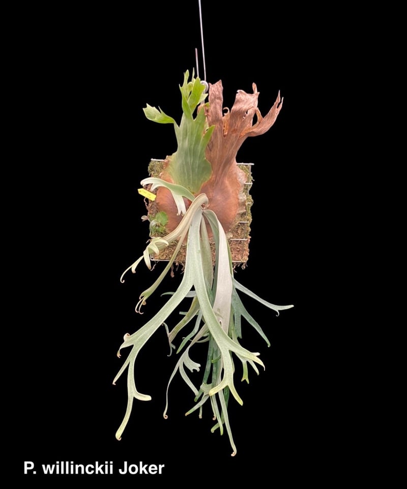 ビカクシダ　ウィリンキー　ドワーフキャラメルマン ビカクシダ・ウィリンキー・ドワーフ・キャラメルマン P.willinckii cv