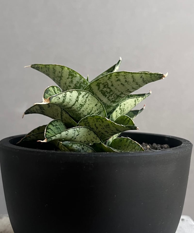 EMP サンセベリア Susano'O' スサノオ / SA318 サンセベリア スサノオ 「Sansevieria Susano 'O' (by Unyaman