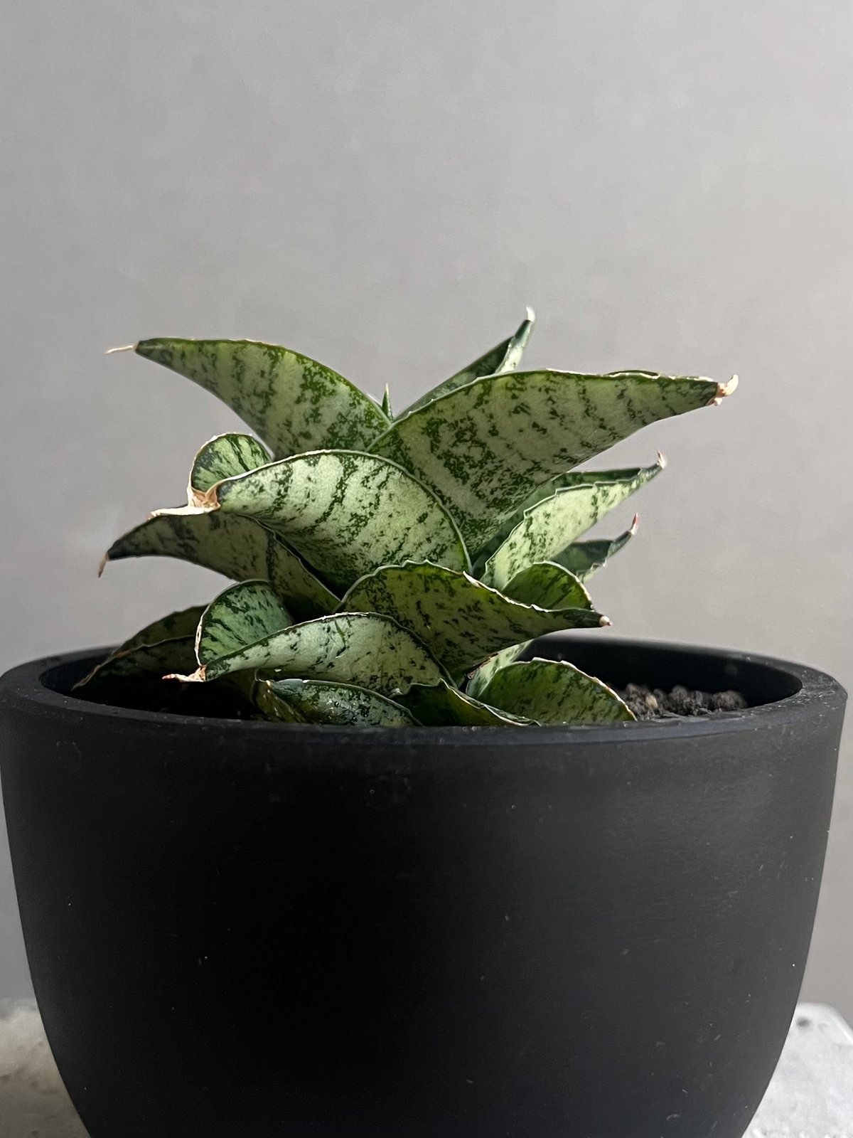 サンセベリア スサノオ 「Sansevieria Susano 'O' (by Unyaman