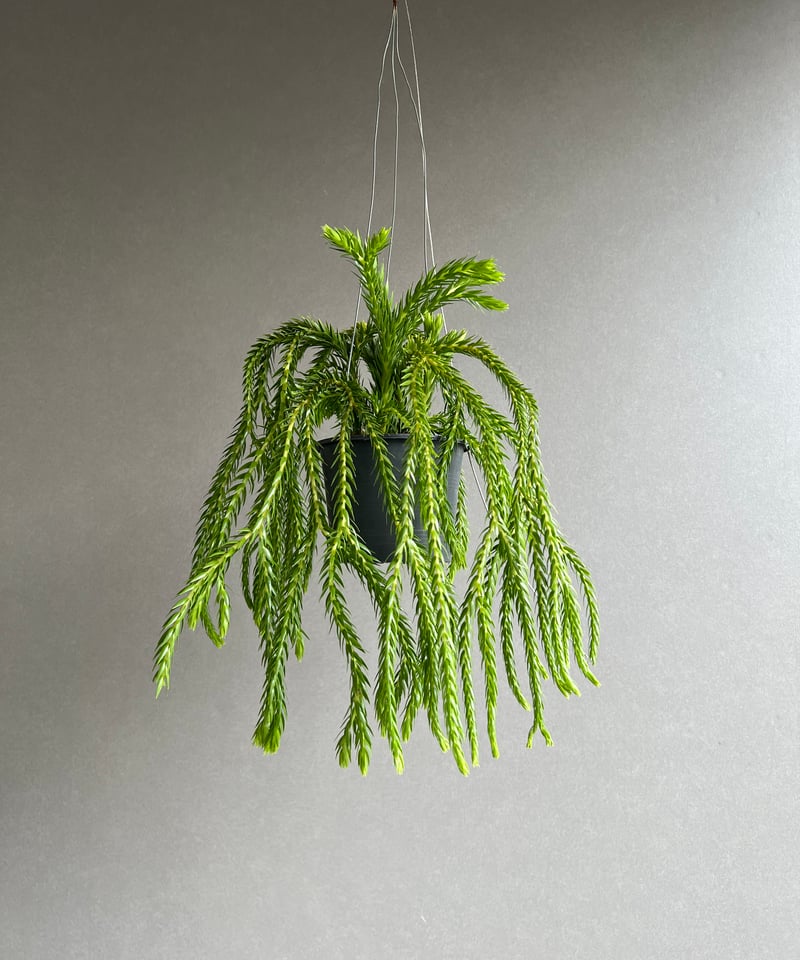 フペルジア フレグマリア 「Huperzia phlegmaria」77D | SHOUCHI