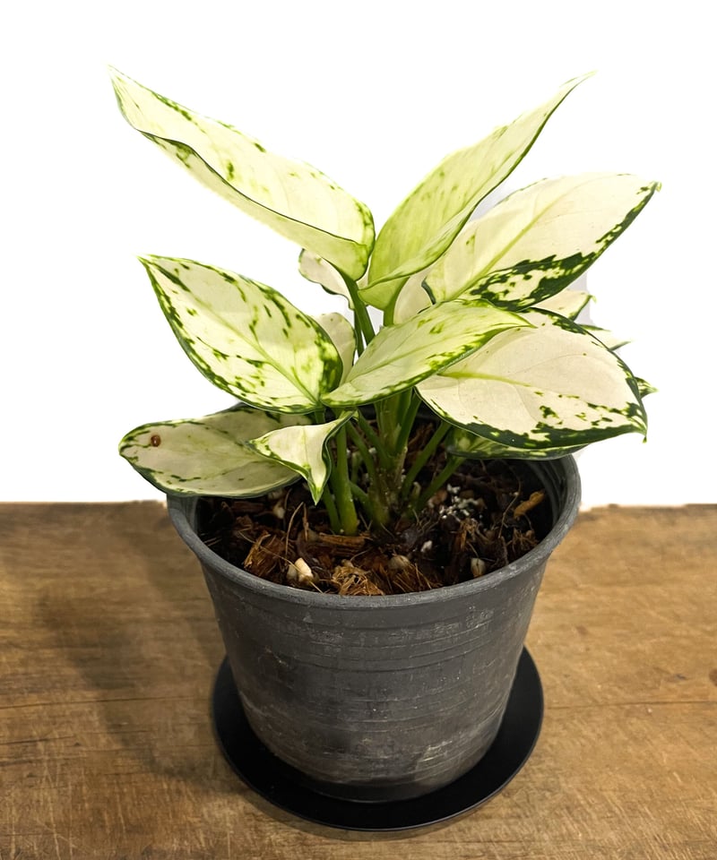 アグラオネマ アグラオネマ ピクタムトリカラー 5号｜観葉10-TU | 観葉・多肉