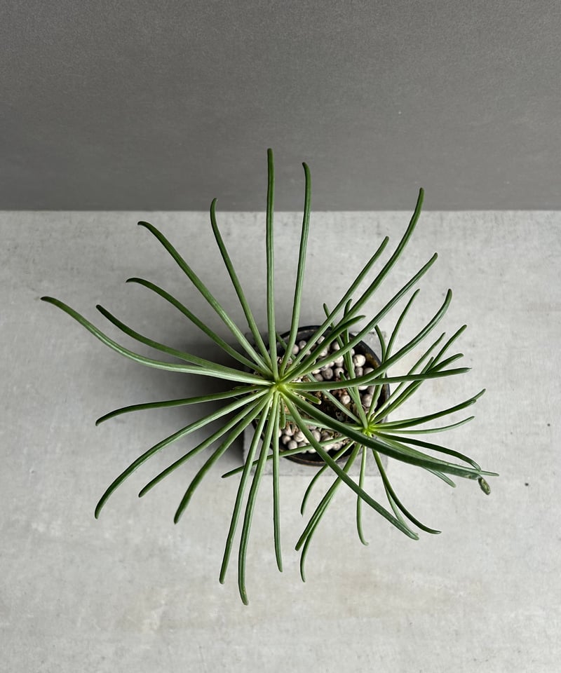 チレコドン ワリチー+ YON-HACHI「Tylecodon wallichii」47L |