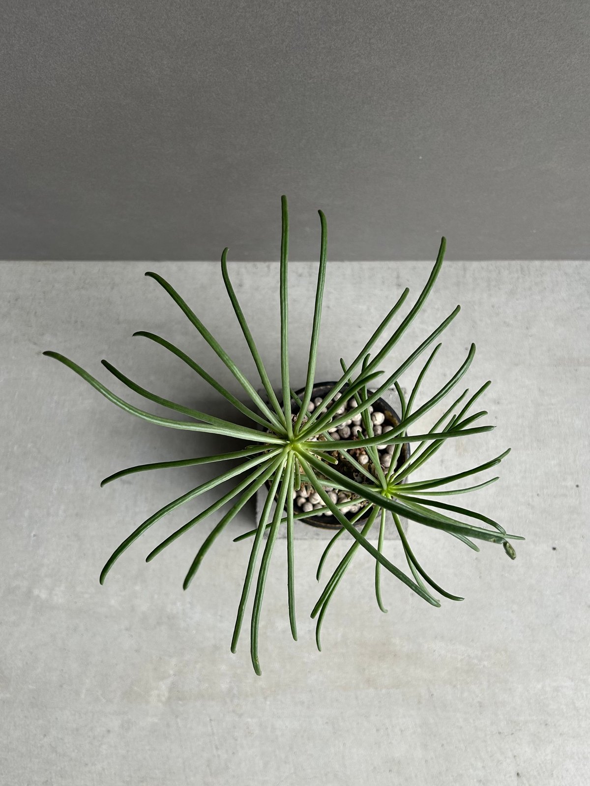 チレコドン ワリチー+ YON-HACHI「Tylecodon wallichii」47L |