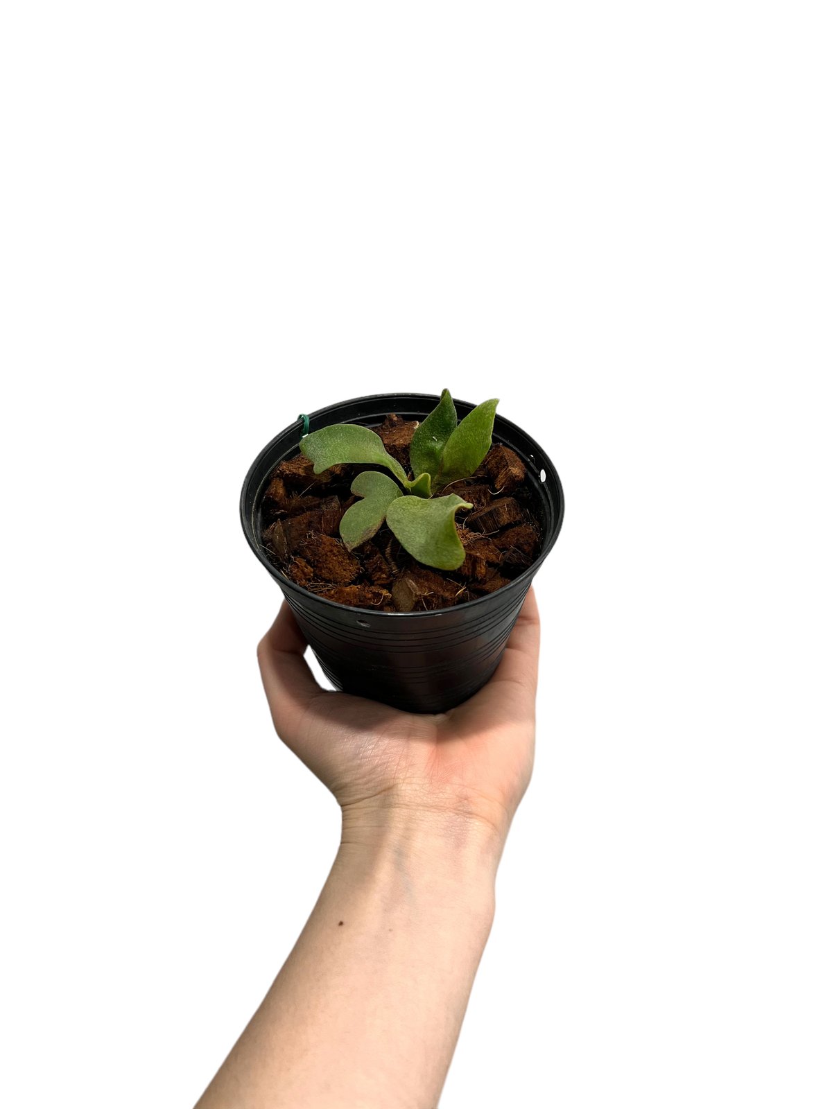 ビカクシダ リトルウィル ビカクシダ リトル ウィル 「Platycerium Little Will 」83H | S
