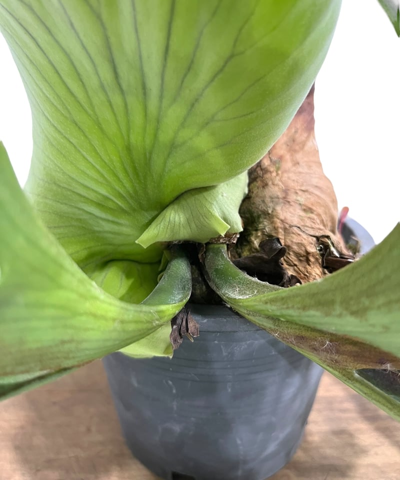 ビカクシダ コロナリウム ドワーフ 「Platycerium coronarium