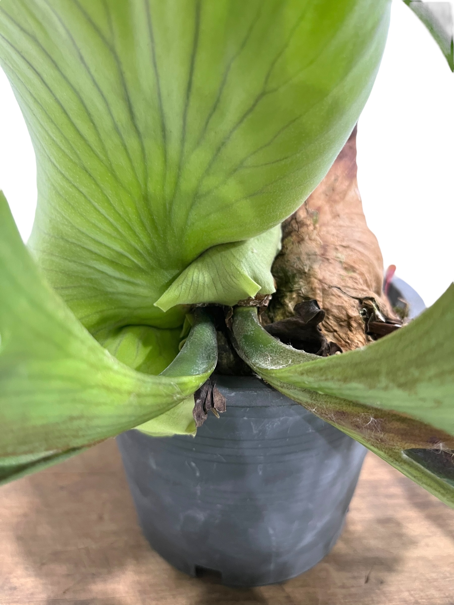 ビカクシダ コロナリウム ドワーフ 「Platycerium coronarium Dwarf