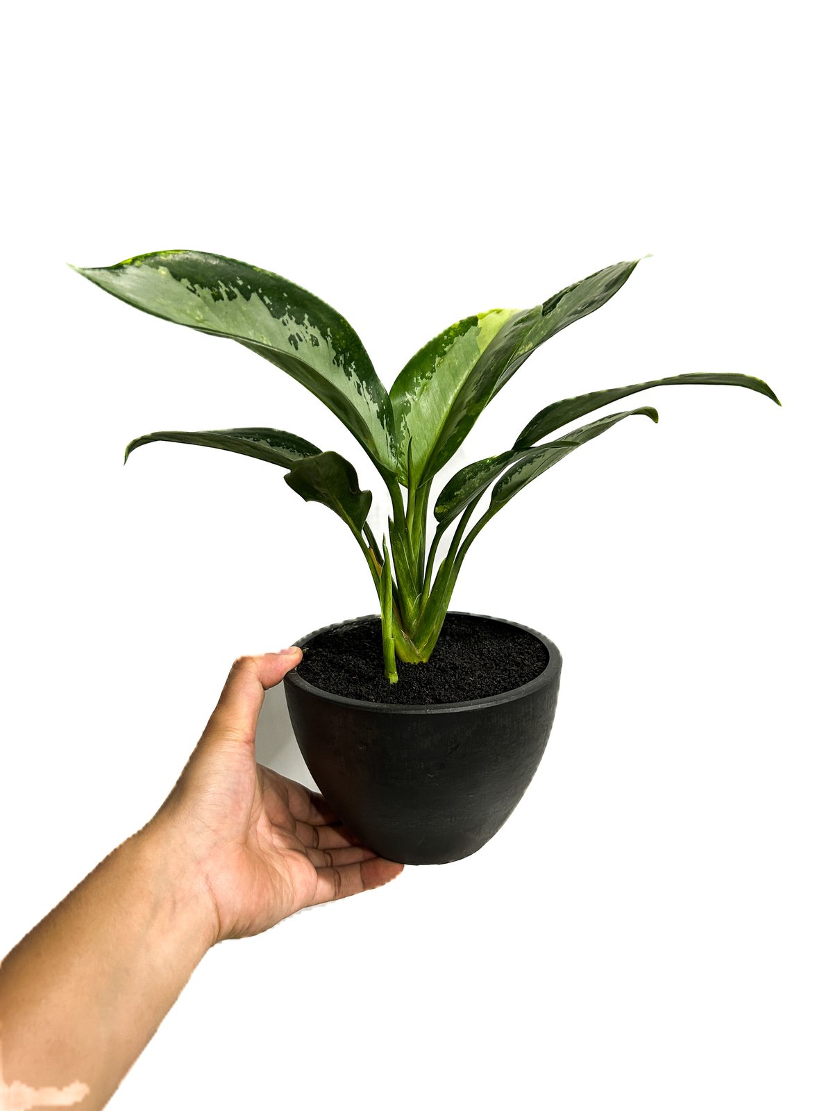 アグラオネマ スワンナプーム「Aglaonema Suvarnabhumi」6/13-767