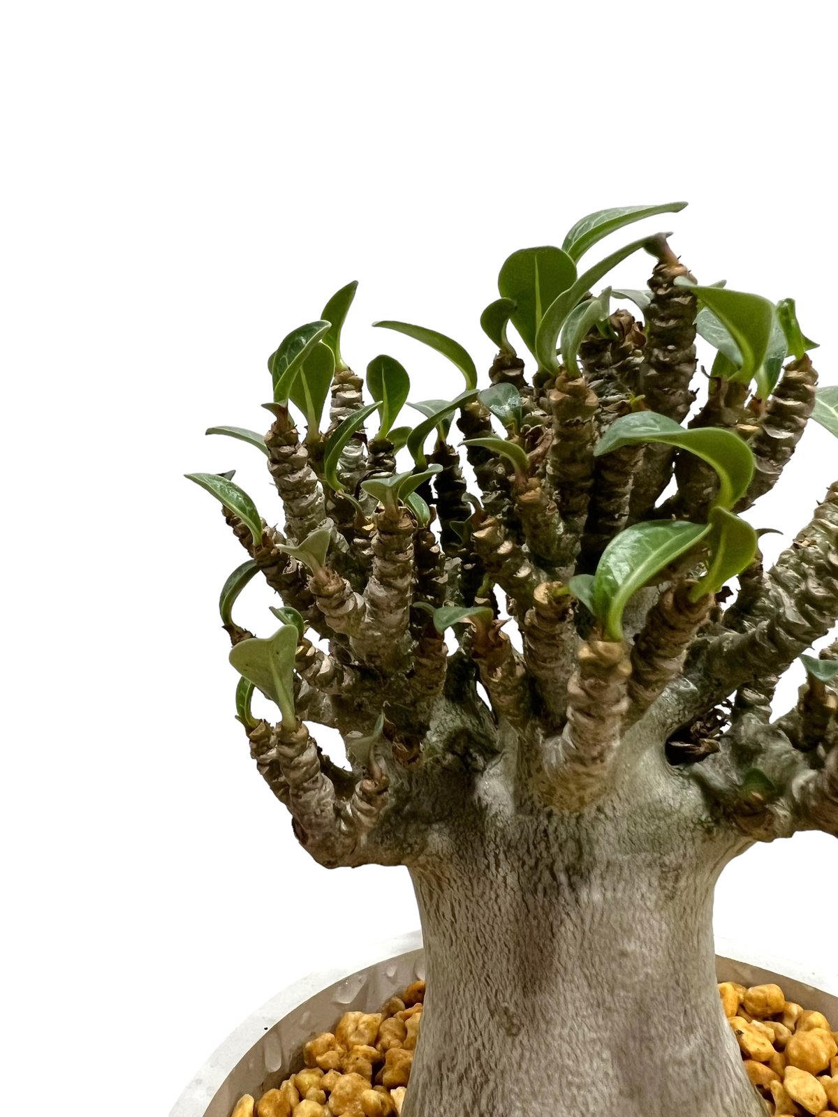 アデニウム アラビカム スモールリーフ”選抜個体' 「Adenium アデニウム アラビカム スモールリーフ”選抜個体' 「Adenium