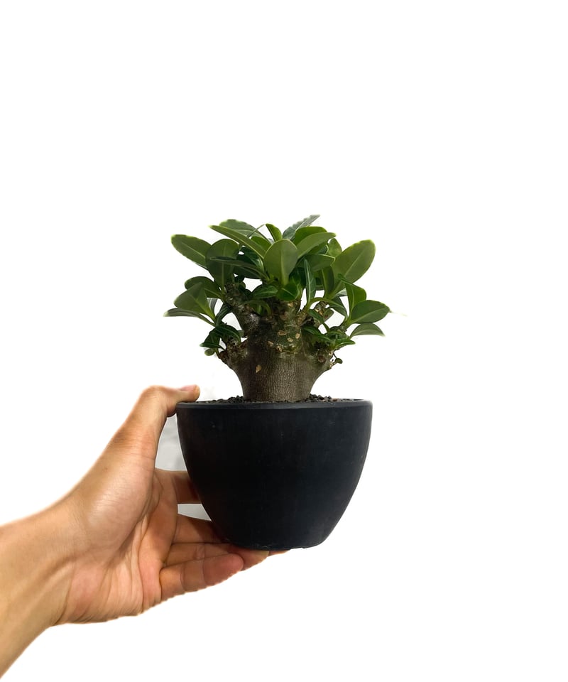 アデニウム アラビカム ドワーフ “ブラック”「Adenium arabicum Dwar