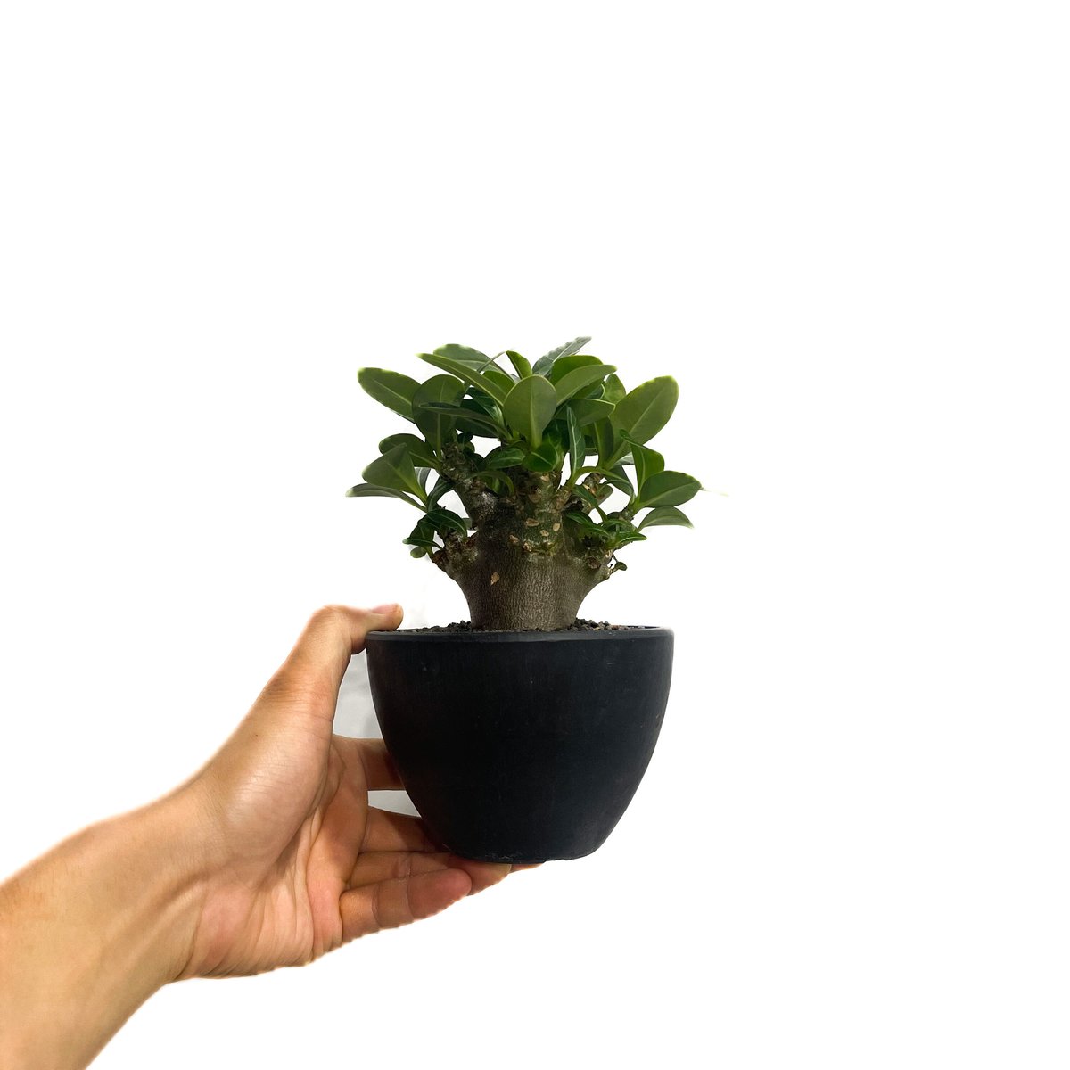 アデニウム アラビカム ドワーフ “ブラック”「Adenium arabicum Dwar