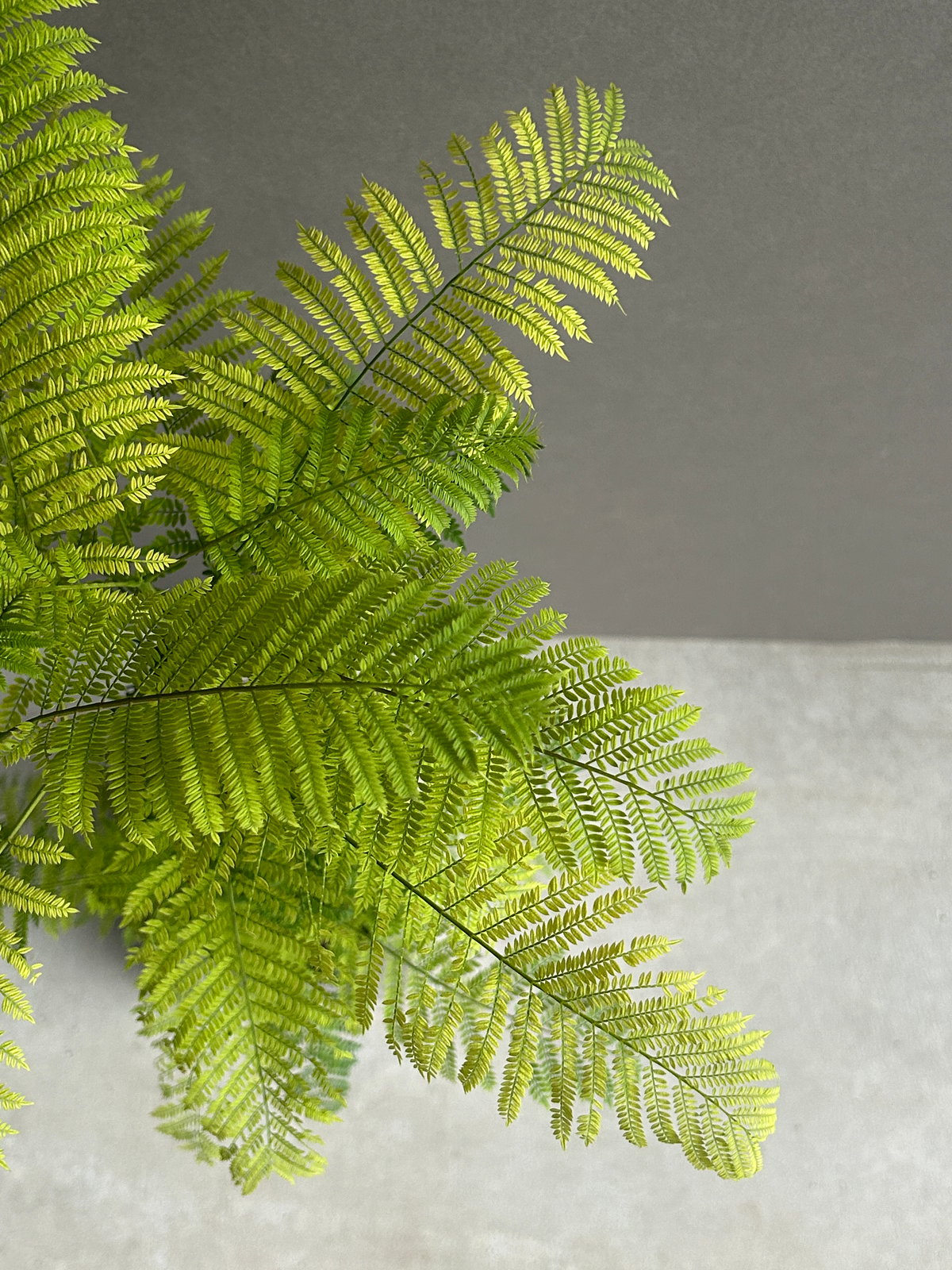 ジャカランタ カービング「Jacaranda mimosifolia」58J | SHOUCH