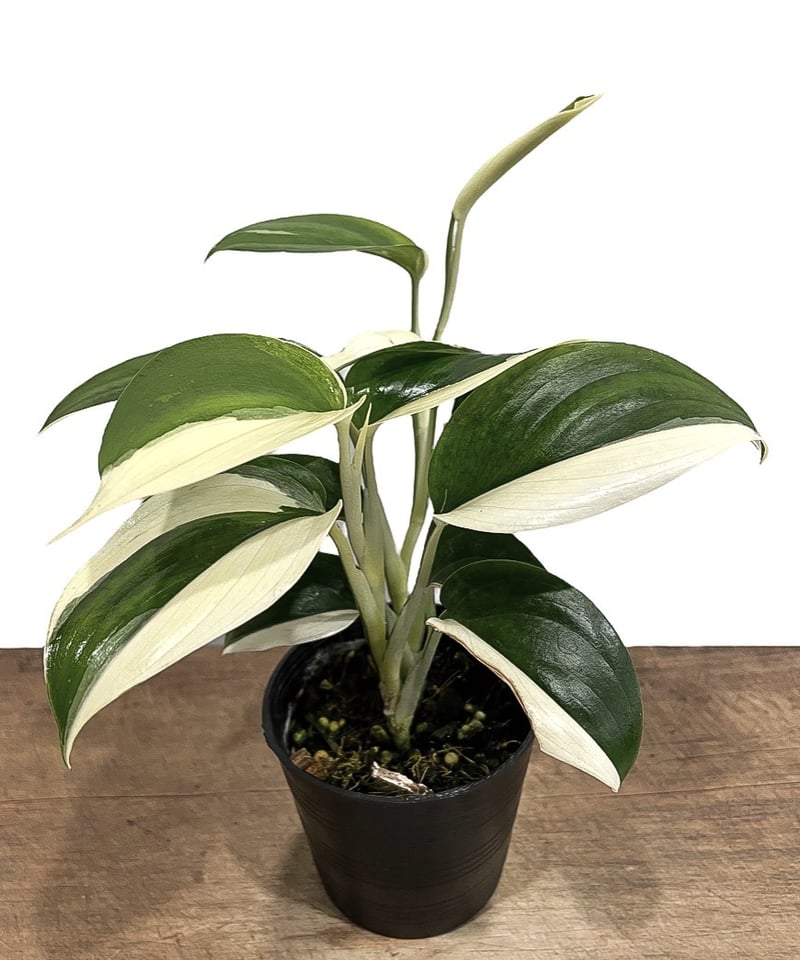 レア！ Scindapsus Lakambini スキンダプサス・ラカンビニ 【公式通販】