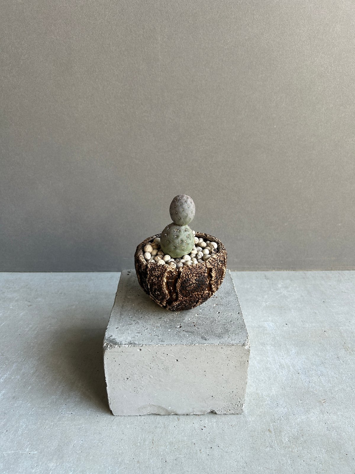 テフロカクタス ゲオメトリクス+plantsmonsters pot「Tephrocactus