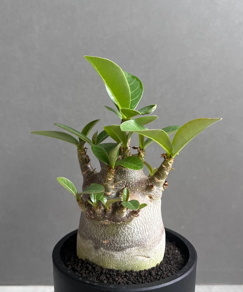 超希少❗️アデニウム　ドワーフ✨ アデニウム アラビカム スーパー ドワーフ “ブラック”「Adenium