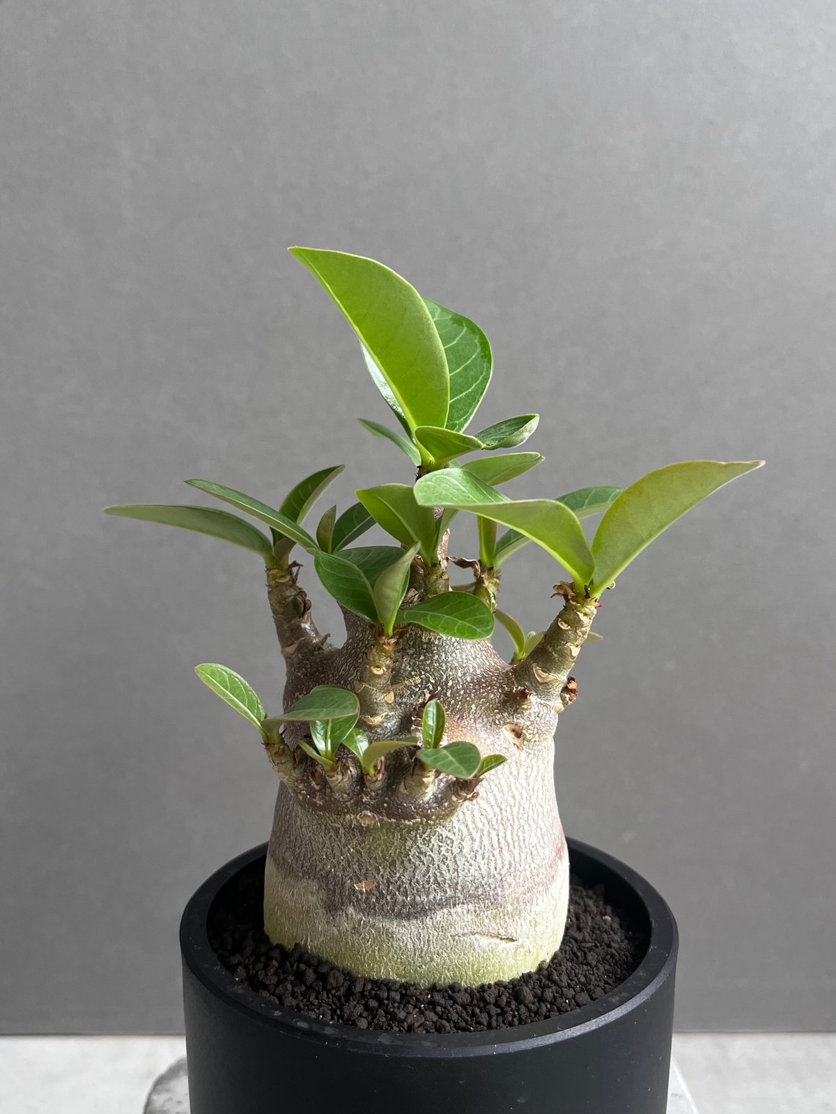 アデニウム アラビカム スーパー ドワーフ “ブラック” 「Adenium