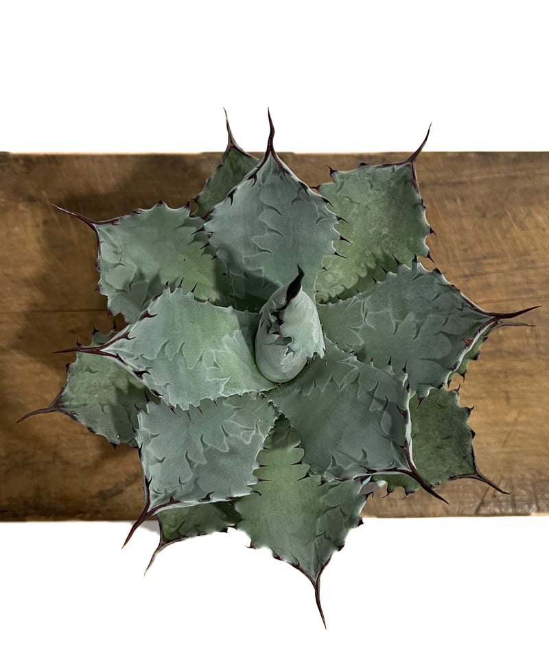 アガベ コロラータ +YON-HACHI「Agave colorata」12E-3 | SHO