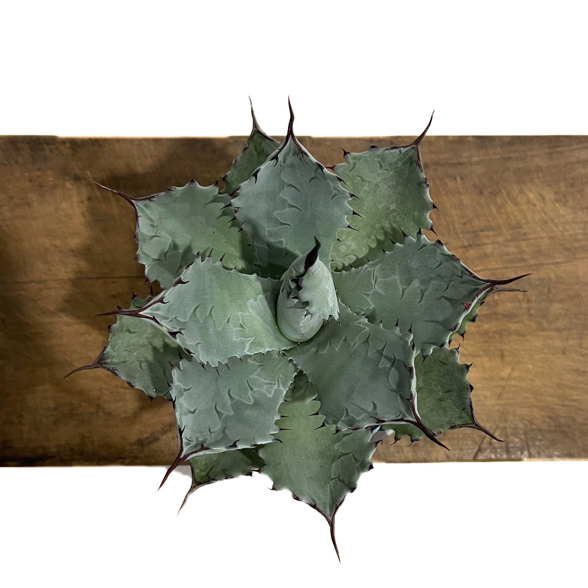 アガベ コロラータ +YON-HACHI「Agave colorata」12E-3 | SHO