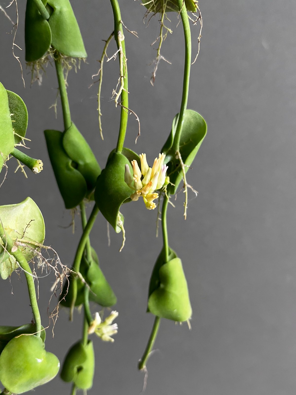 ディスキディア　インブリカータ　苗　多肉植物 ディスキディア インブリカータ 苗 多肉植物