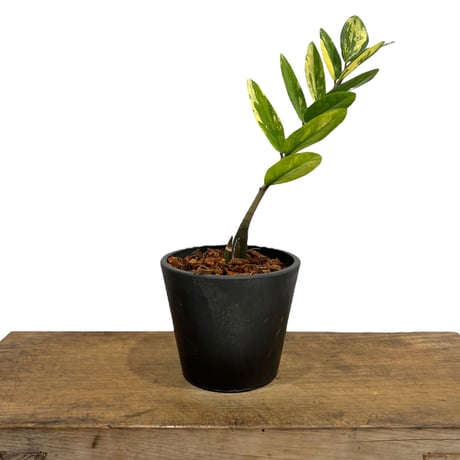 希少 ザミオクルカス 斑入 ザミオクルカス 斑入 「Zamioculcas Zamiifolia Variegated」5