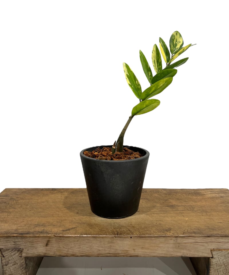 ザミオクルカス 斑入 「Zamioculcas Zamiifolia Variegated」7