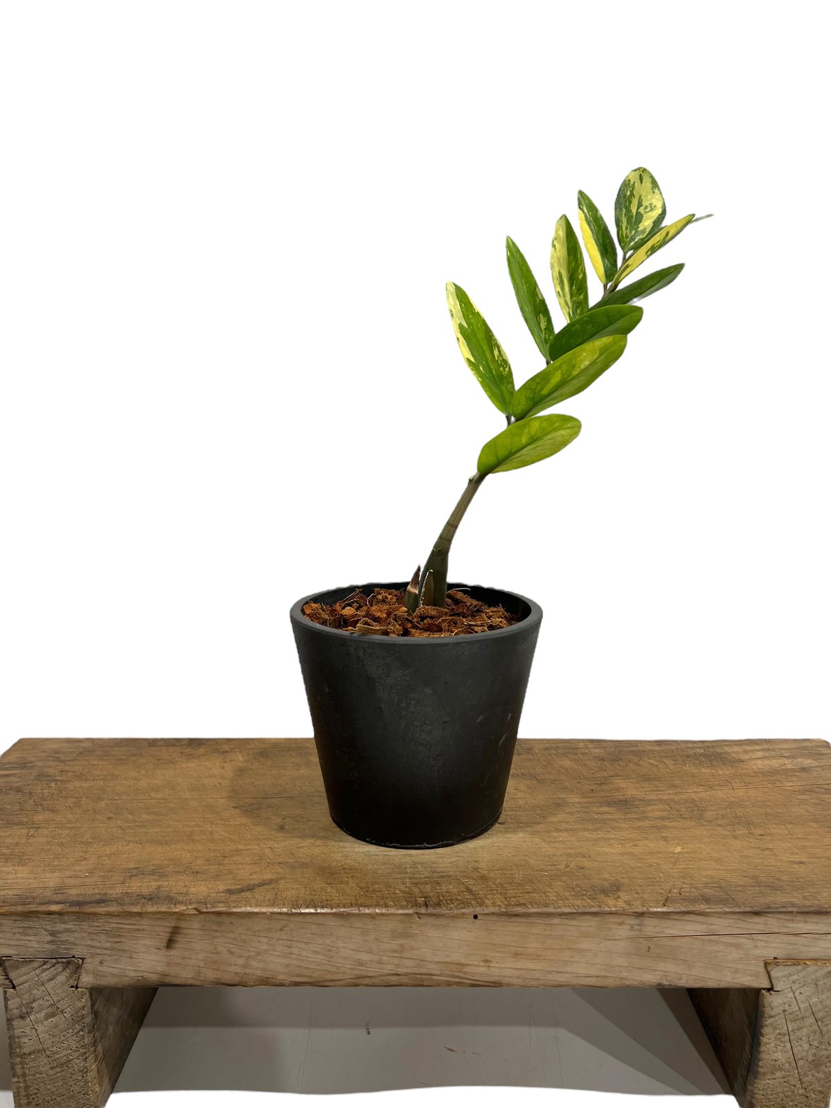 希少 ザミオクルカス 斑入 ザミオクルカス 斑入 「Zamioculcas Zamiifolia Variegated」7