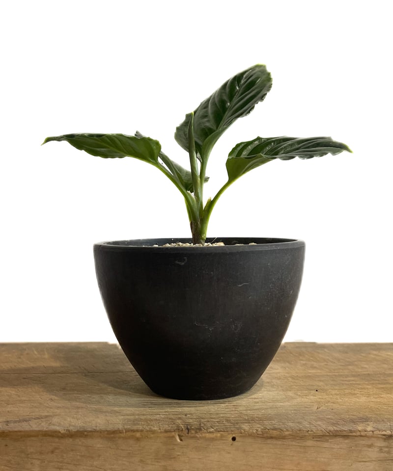 アグラオネマ　メタリカ　希少種　レア アグラオネマ メタリカ(Aglaonema metallica) | 希少植物の販売