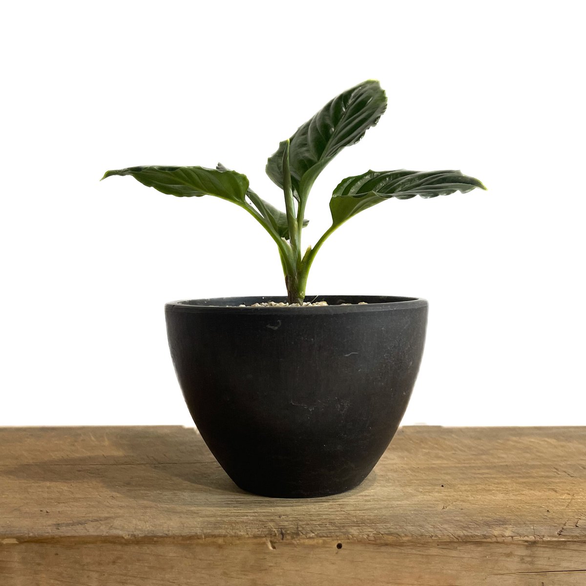 【極美株】Aglaonema llica ★アグラオネマ メタリカ アグラオネマ メタリカ(Aglaonema metallica) | 希少植物の販売