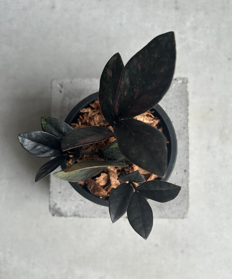 ザミオクルカス 斑入 “ブラックピンク”「Zamioculcas Zamiifolia Var