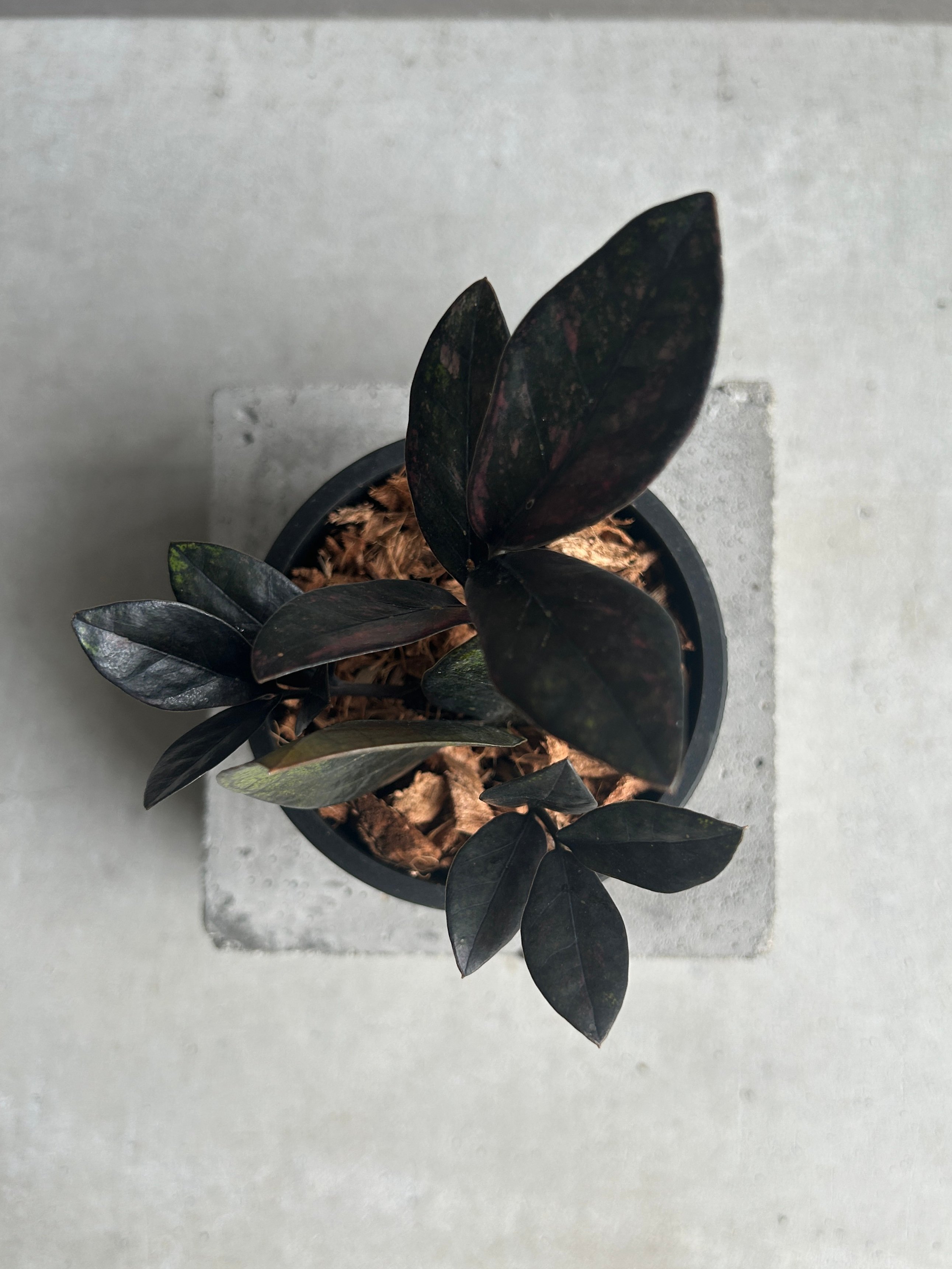 ザミオクルカス 斑入 “ブラックピンク”「Zamioculcas Zamiifolia Var