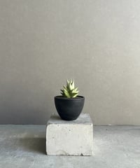 サンセベリア サドワラ ケーブス 斑入 Sansevieria Sudwala caves v