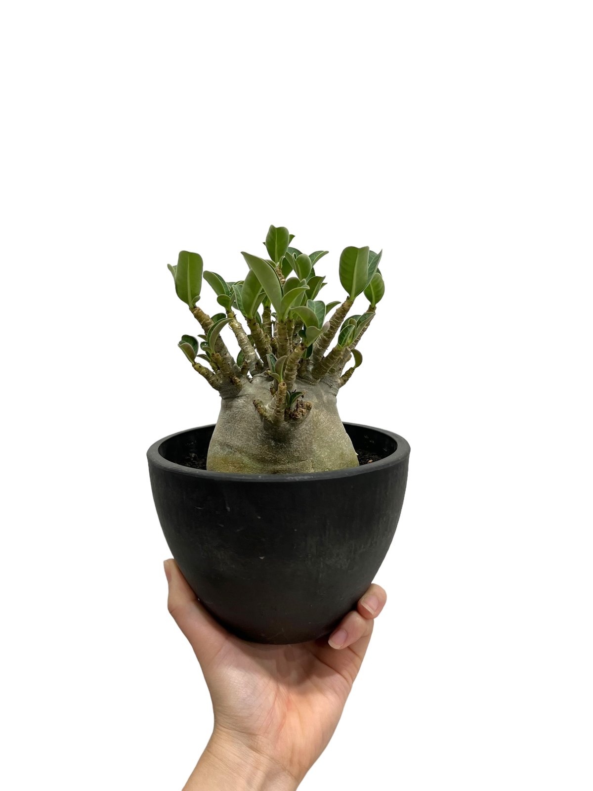 アデニウム アラビカム ドワーフ “ブラック” 「Adenium arabicum
