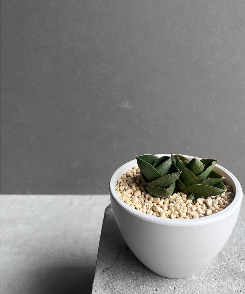 サンセベリア ベンジャロン「Sansevieria Benjarong」35Z | SHOUC