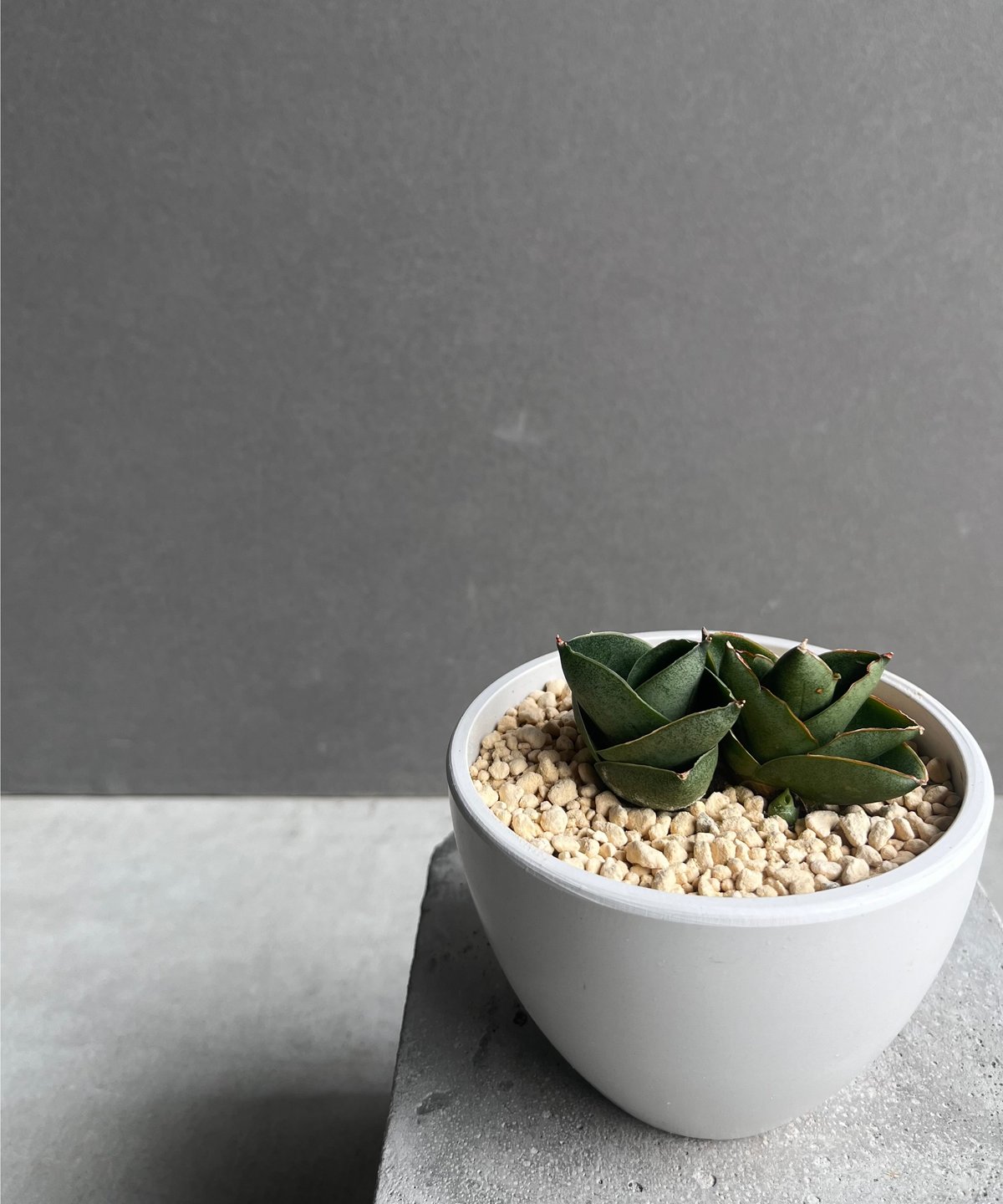 EMP サンセベリア ベンジャロン / SA259 サンセベリア ベンジャロン「Sansevieria Benjarong」35Z | SHOUC