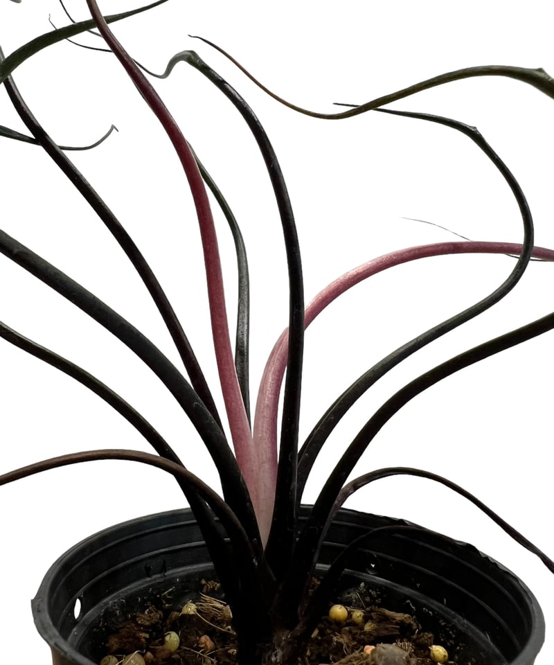アロカシア プランバエ 'フライングスクイッド' 「Alocasia plumbae