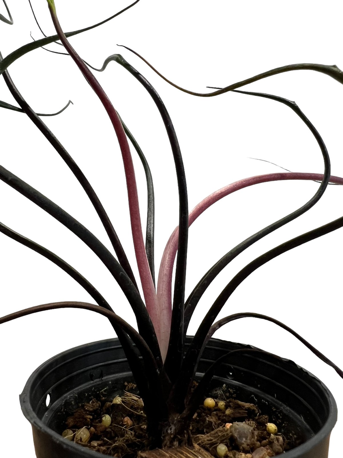 アロカシア フライングスクイード 観葉植物 熱帯植物 Alocasia アロイド アロカシア プランバエ 'フライングスクイッド' 「Alocasia plumbae