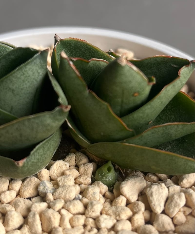 サンセベリア ベンジャロン「Sansevieria Benjarong」35Z | SHOUC