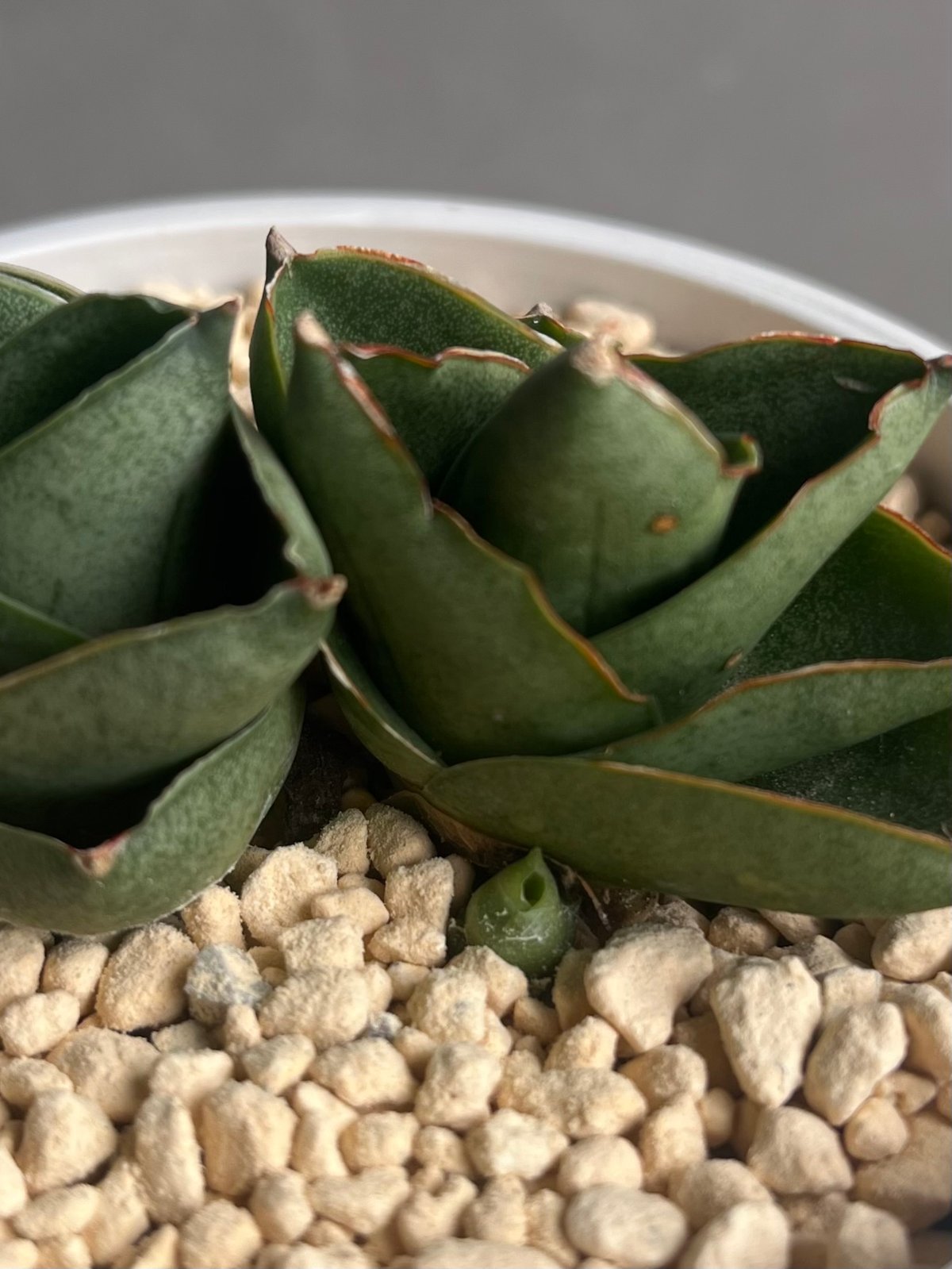 EMP サンセベリア ベンジャロン / SA259 サンセベリア ベンジャロン 「Sansevieria Benjarong」 タイの