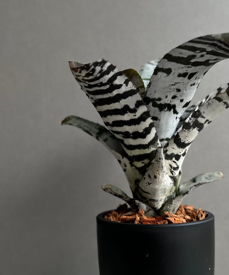 エクメア チャンティニー ブラック アイス 「 Aechmea chantinii