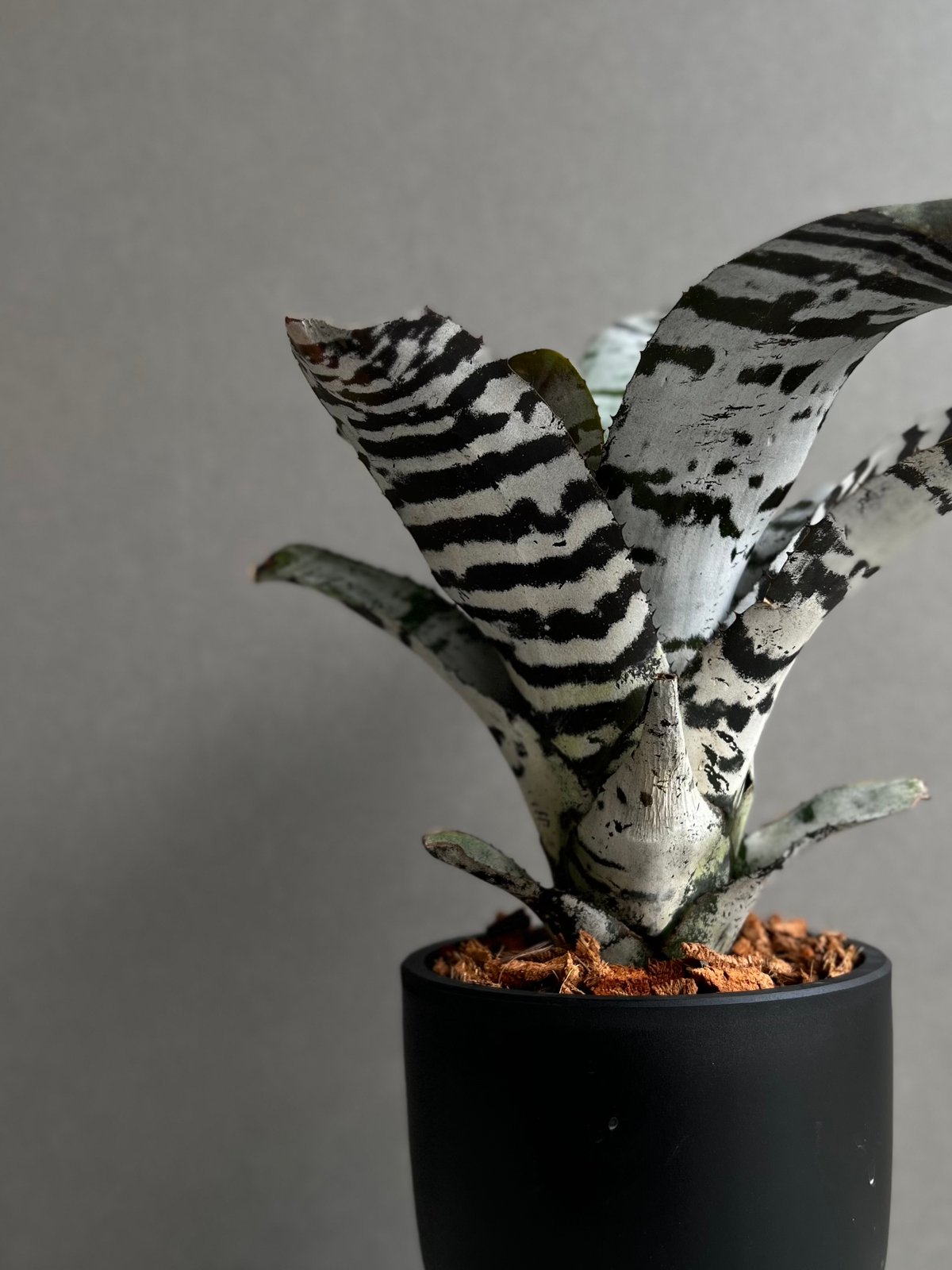 エクメア チャンティニー ブラック アイス 「 Aechmea chantinii Black